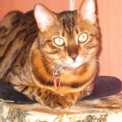 Photo de Bengal