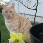 Photo de Chat domestique