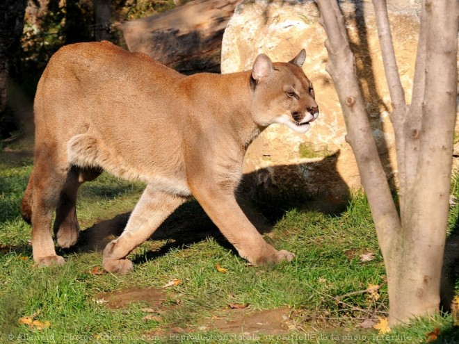 Photo de Puma