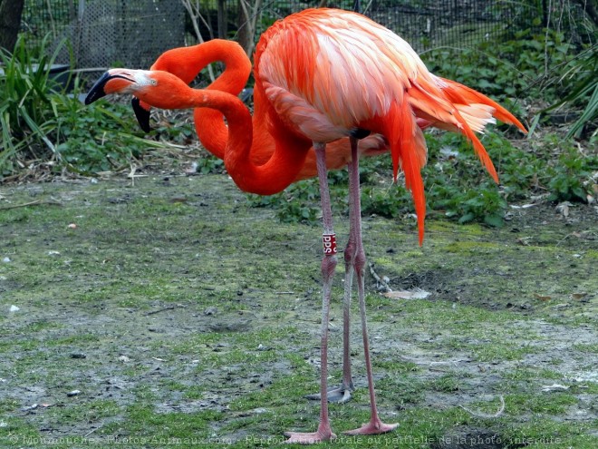 Photo de Flamand rose