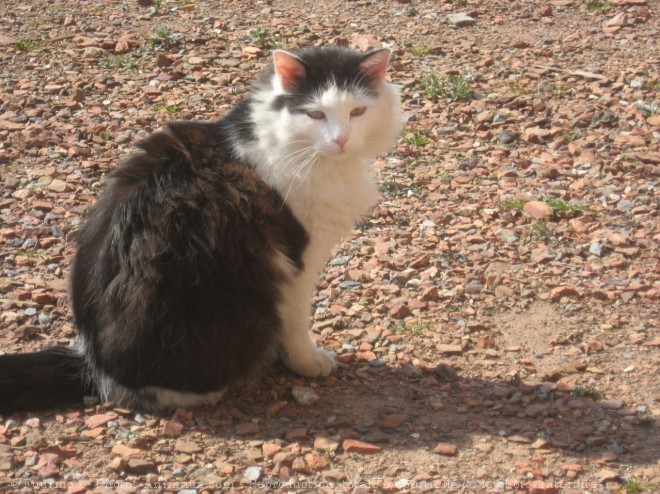 Photo de Chat domestique