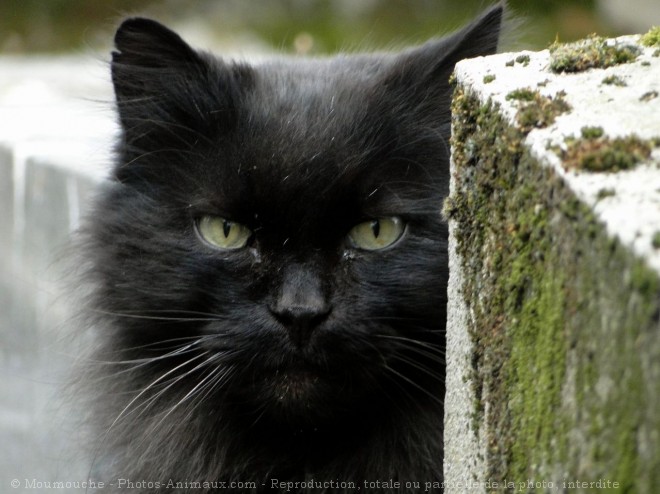 Photo de Chat domestique