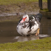 Photo de Canard de barbarie