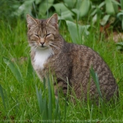 Photo de Chat domestique