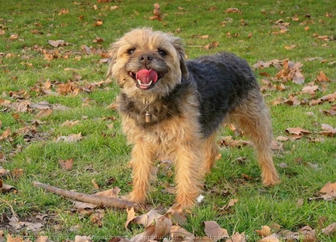 Photo de Border terrier