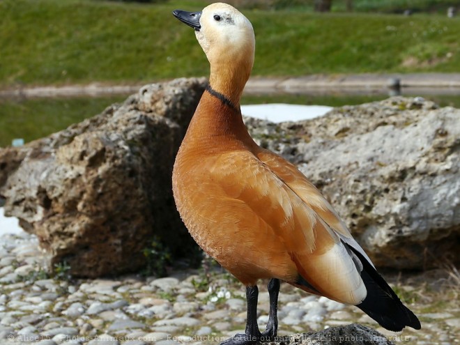 Photo de Canard tadorne casarca