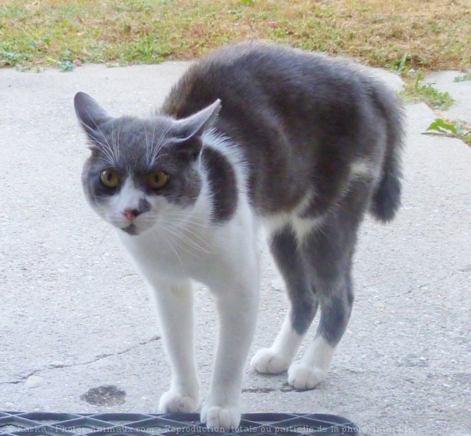 Photo de Chat domestique