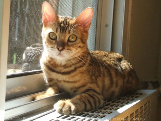 Photo de Bengal