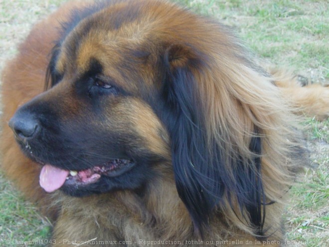 Photo de Leonberg