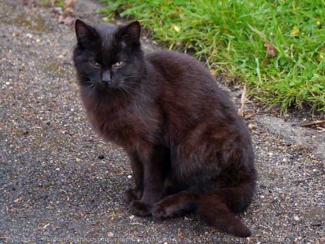 Photo de Chat domestique