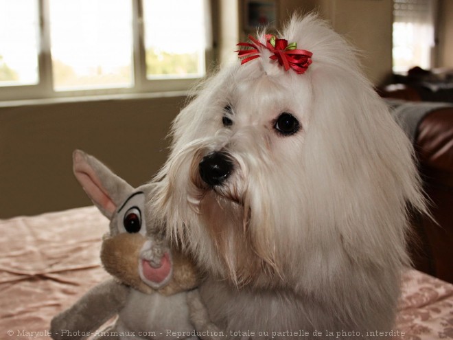 Photo de Coton de tulear