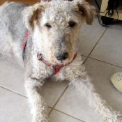 Photo de Fox terrier  poil dur