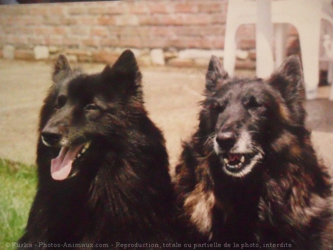 Photo de Berger belge groenendael