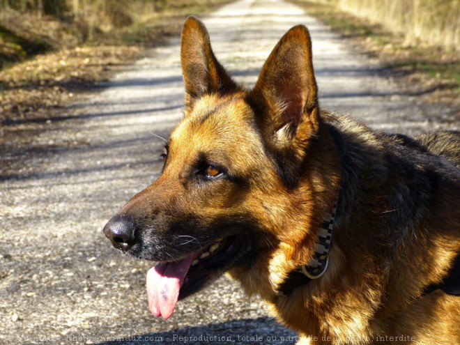 Photo de Berger allemand  poil court