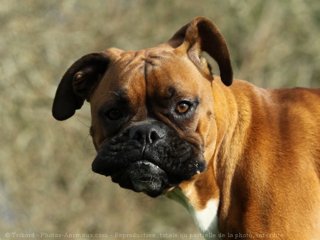 Photo de Boxer