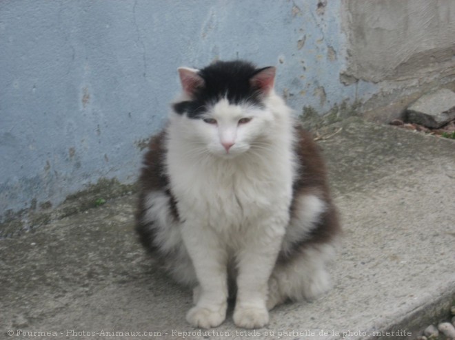 Photo de Chat domestique