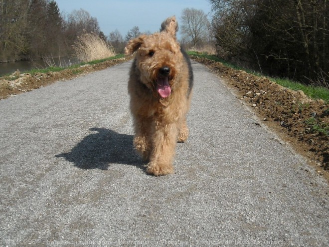 Photo d'Airedale terrier