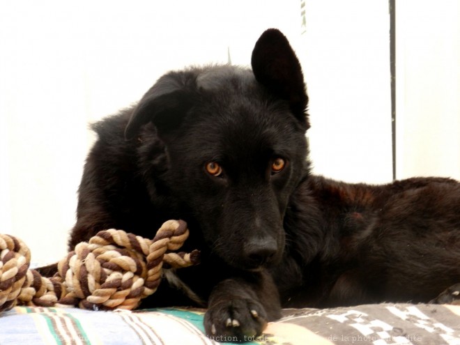 Photo de Chien berger croate