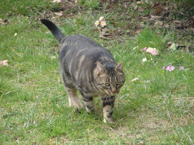 Photo de Chat domestique