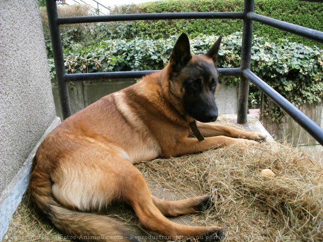 Photo de Berger belge malinois