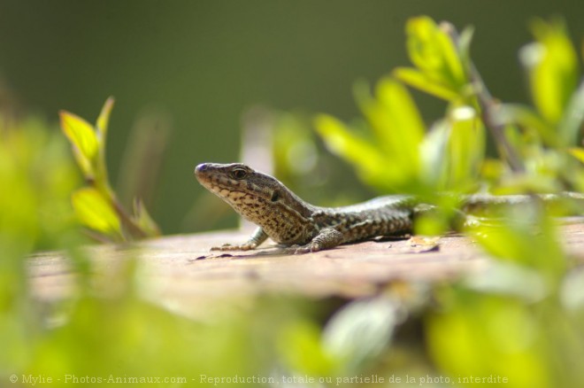 Photo de Lezard