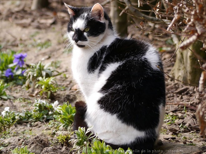 Photo de Chat domestique