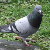 Photo de Pigeon