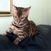 Photo de Bengal