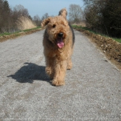 Photo d'Airedale terrier