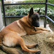 Photo de Berger belge malinois