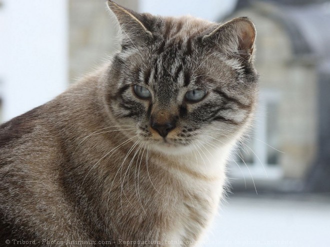 Photo de Chat domestique