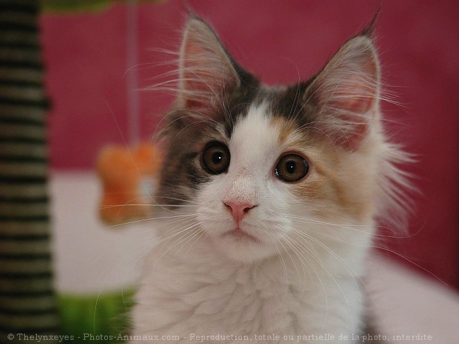 Photo de Maine coon