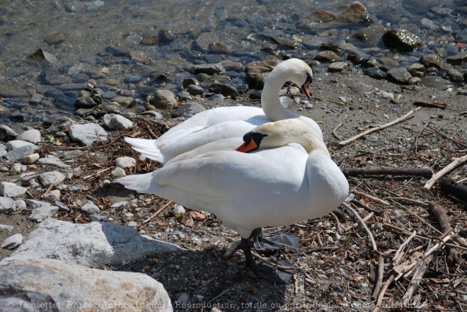 Photo de Cygne