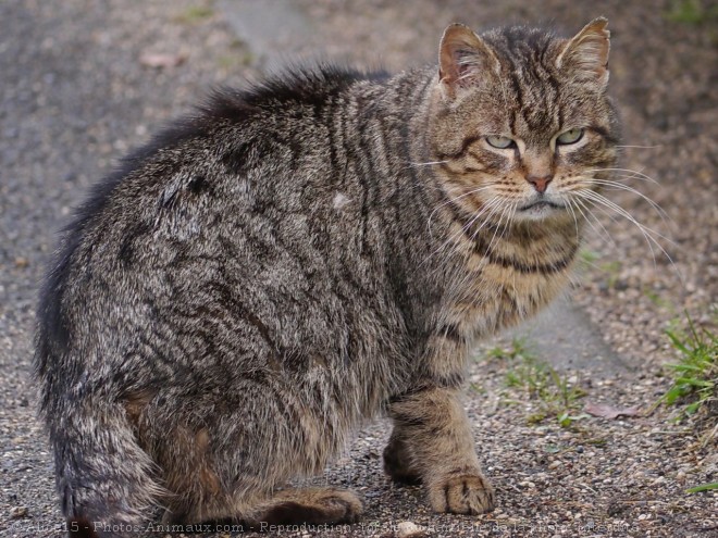 Photo de Chat domestique