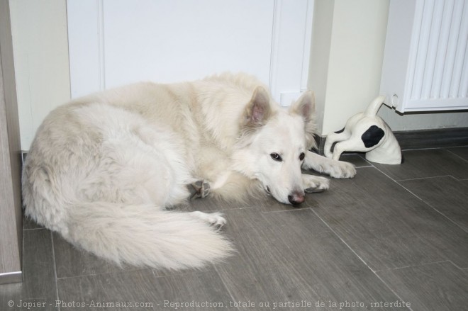 Photo de Berger blanc suisse