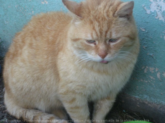 Photo de Chat domestique