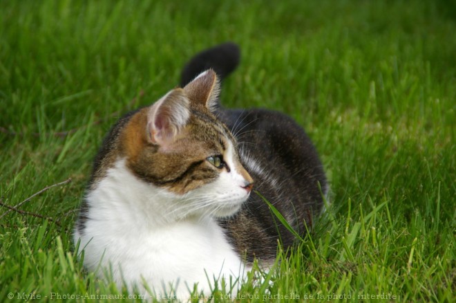 Photo de Chat domestique