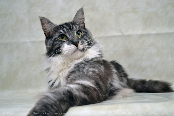 Photo de Maine coon