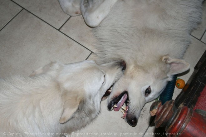 Photo de Berger blanc suisse