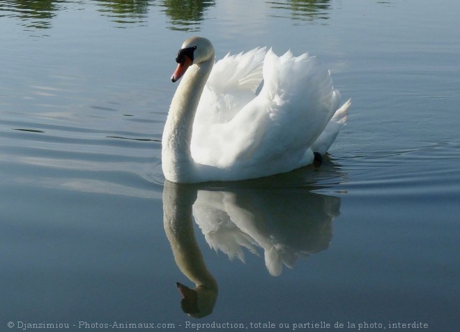 Photo de Cygne