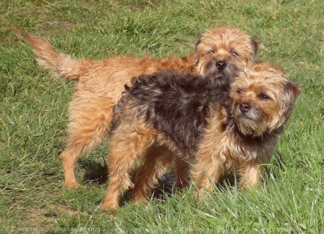 Photo de Border terrier