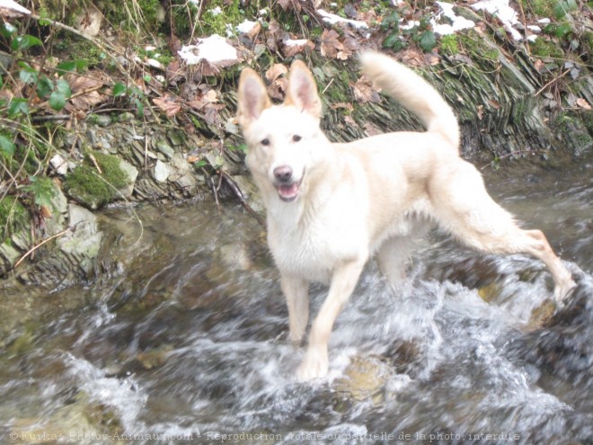 Photo de Berger blanc suisse