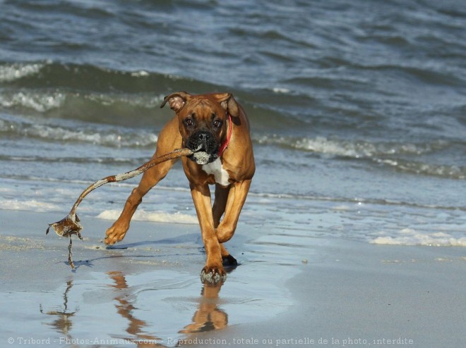 Photo de Boxer