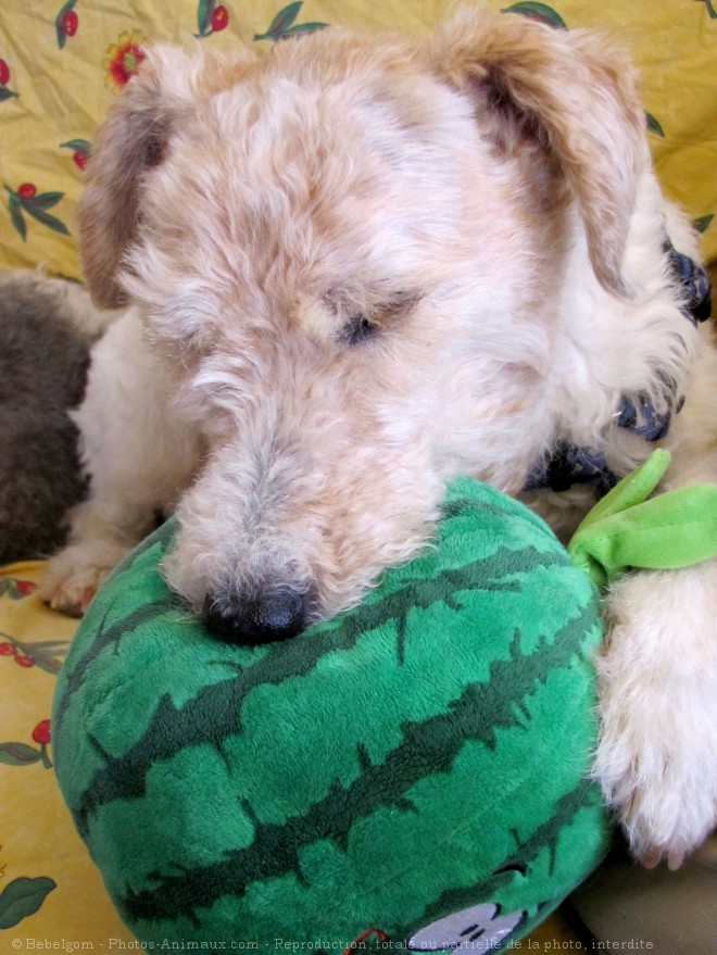 Photo de Fox terrier  poil dur