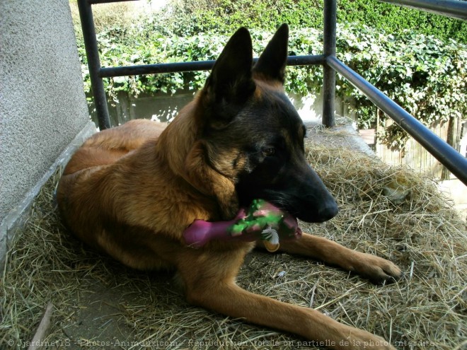 Photo de Berger belge malinois