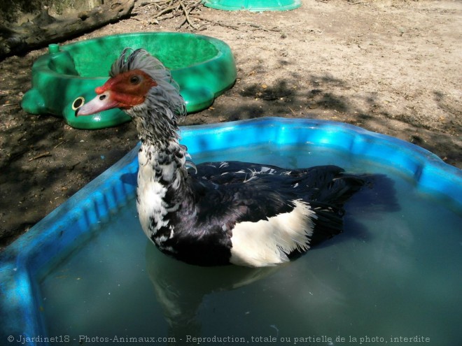 Photo de Canard de barbarie