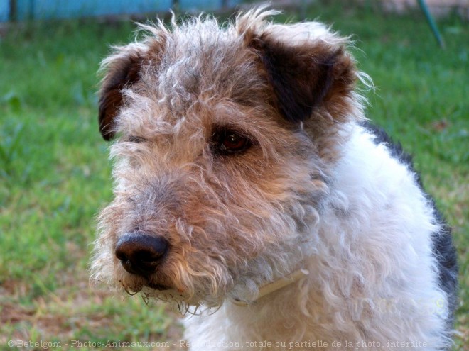 Photo de Fox terrier  poil dur