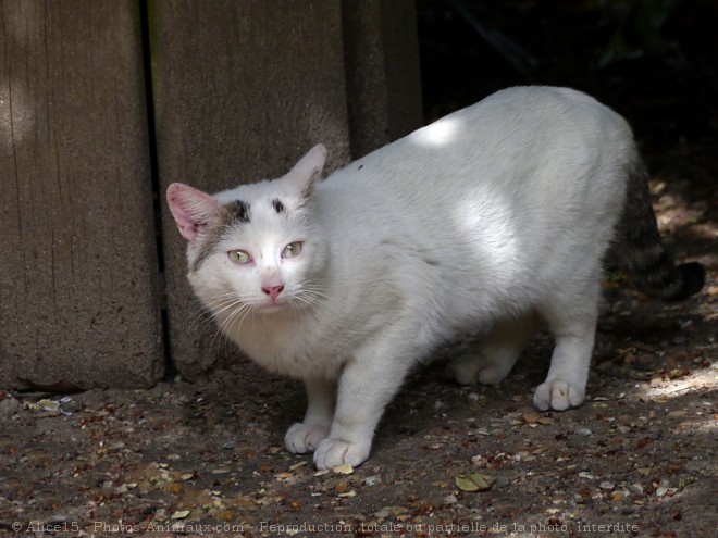 Photo de Chat domestique