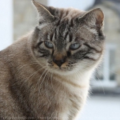 Photo de Chat domestique