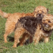 Photo de Border terrier